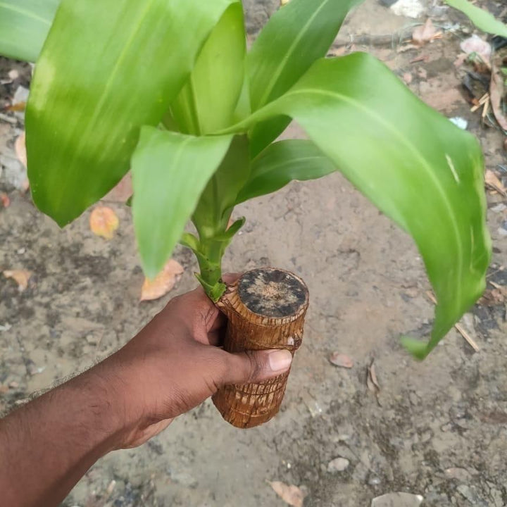 Brazilian Lucky Wood, Mini Home Plant Decorations