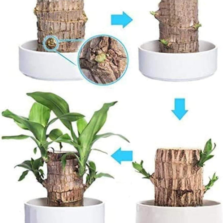 Brazilian Lucky Wood, Mini Home Plant Decorations